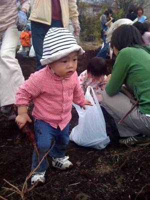 [sweet+potato+harvester+small.jpg]