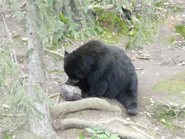 [Alaska3+(Small).jpg]