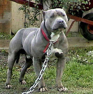 Pit+Bull.bmp