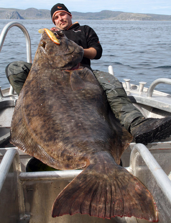 fl%C3%A9tan+au+shad.jpg fl%C3%A9tan+au+shad.jpg