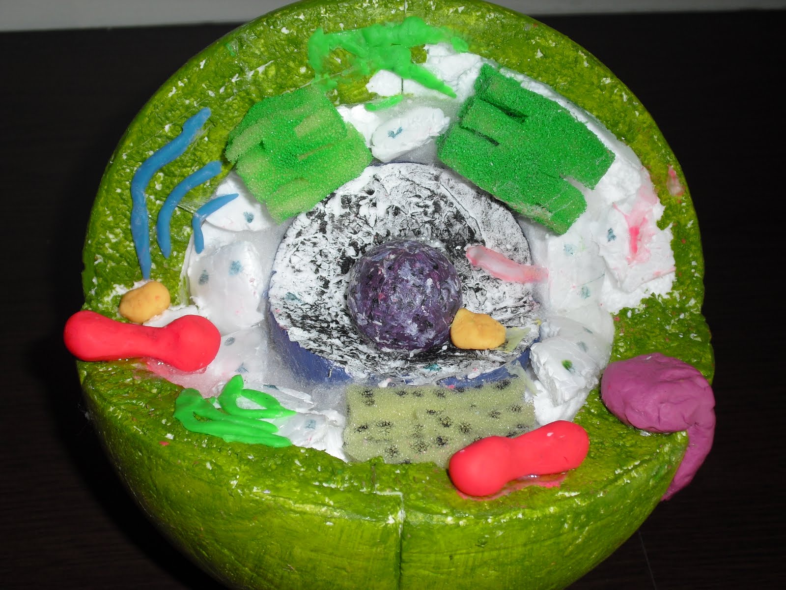 Animal Cell Model Diagram Project Parts Structure Labeled Coloring and