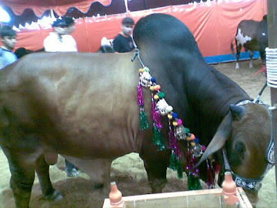 Cows in the market for this Eid-ul-Azha