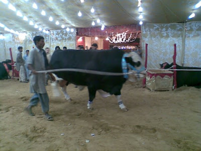 Cows in the market for this Eid-ul-Azha