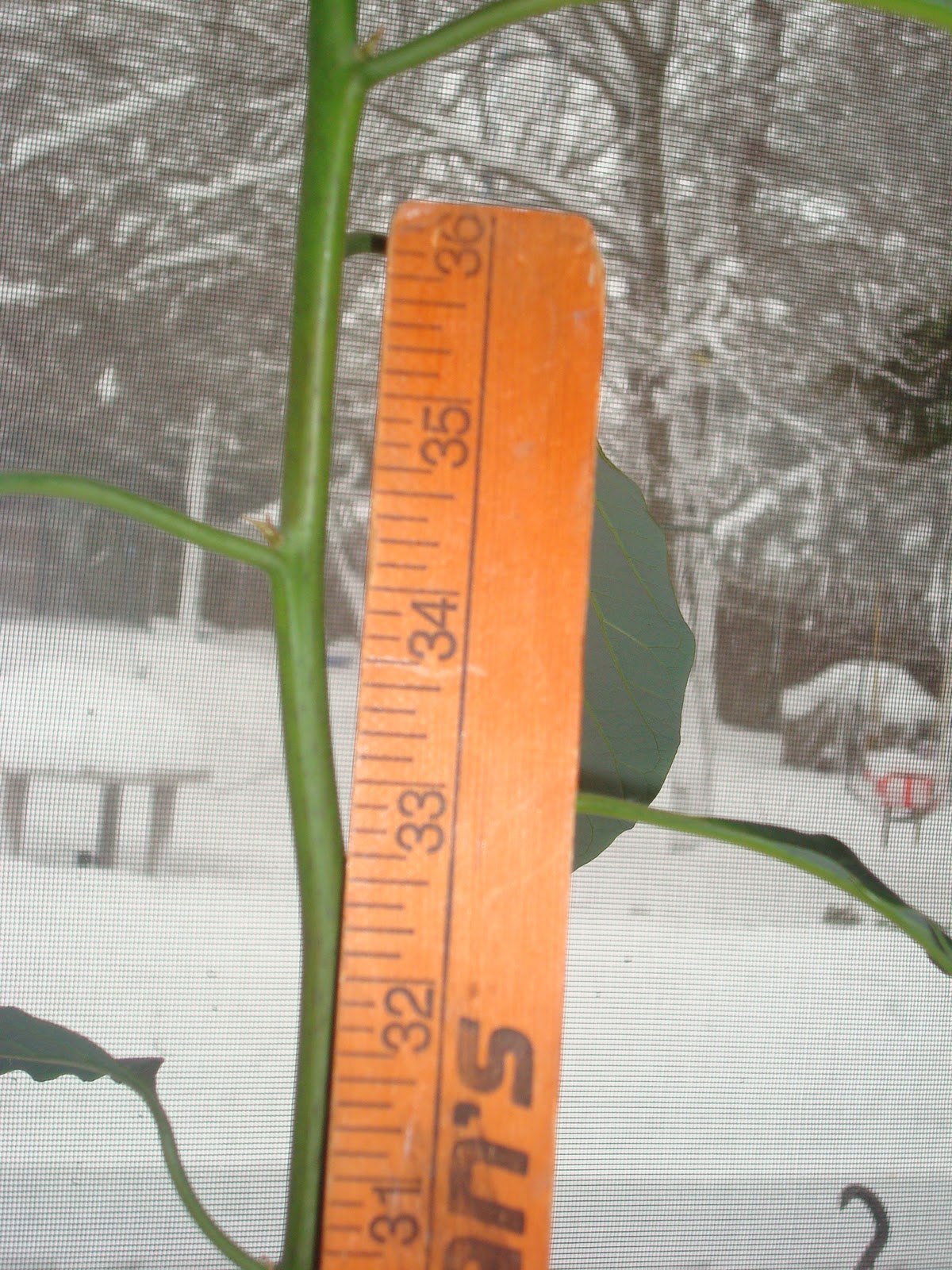 needles & a cup of coffee An update on Ava the avocado plant