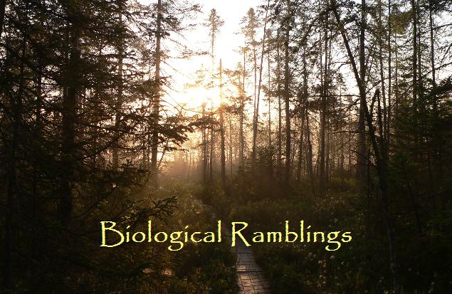 Biological Ramblings