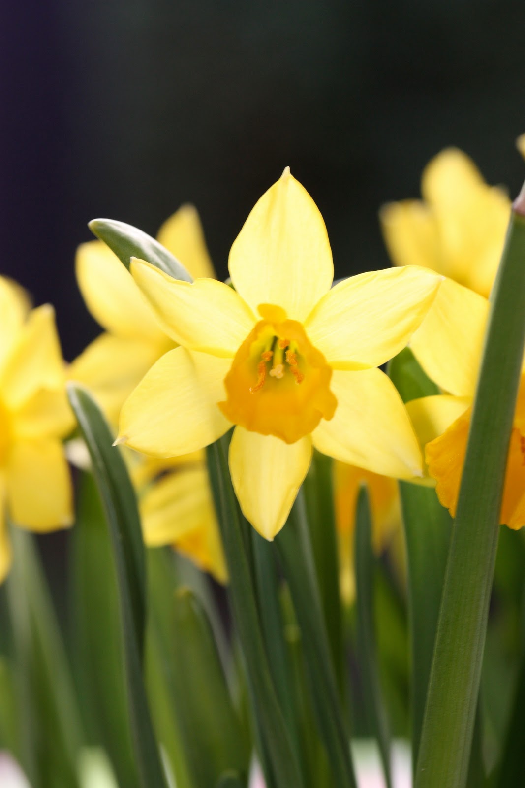 [daffodils2.jpg]