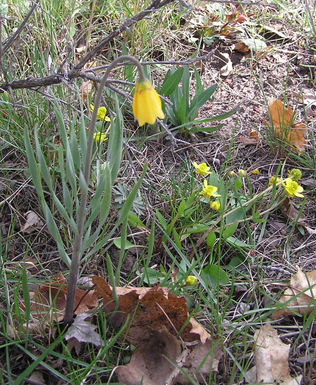 Montana Wildlife Gardener: Early spring wildflowers in our yard