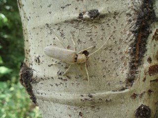 Montana Wildlife Gardener: Ecology of Quaking Aspen in our Yard