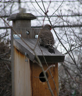 Montana Wildlife Gardener: Northern flickers and European starlings