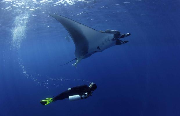 [Manta+Rays+Swim+With+Divers+_8.jpg]