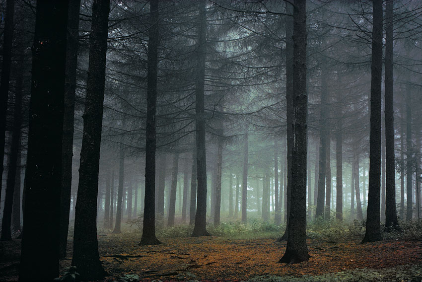 Limiar da Alvorada Explicação para "Shadows and Tall Trees"