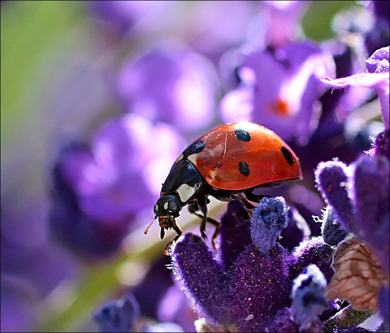 [Liefb23jun08_27.jpg]