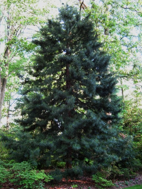Future Plants by Randy Stewart Sciadopitys Japanese Umbrella Pine