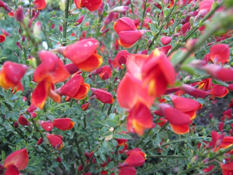 Future Plants by Randy Stewart: THE BROOMS