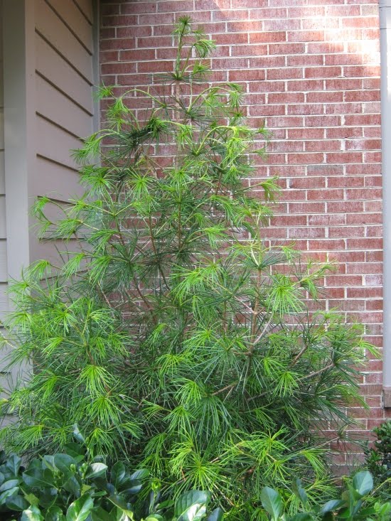 Future Plants by Randy Stewart Sciadopitys Japanese Umbrella Pine