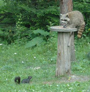squirrel raccoon vs know who wins camerawoman briefly notice pair animal long
