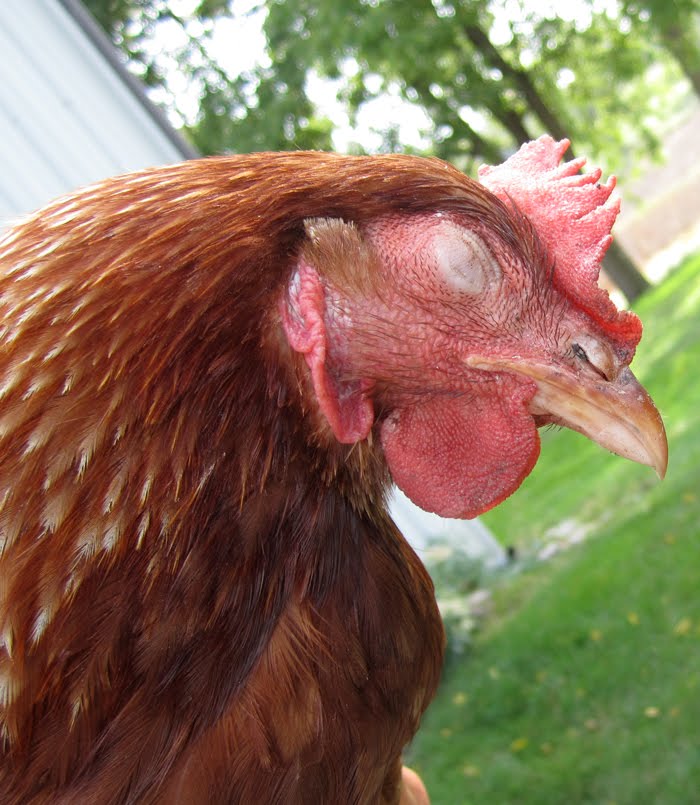 Blind chicken/swollen eye BackYard Chickens Learn How to Raise Chickens