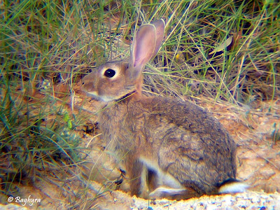 lagomorpha conejo de monte Oryctolagus cuniculus