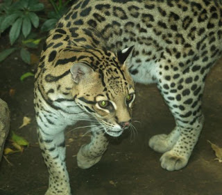 ocelote Leopardus pardalis felinos de america