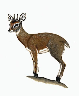 antilope saltarrocas Oreotragus oreotragus