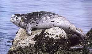 foca moteada Phoca vitulina