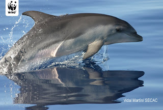 delfin nariz de botella Tursiops truncatus