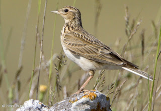 alondra Alauda arvensis