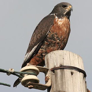 ratonero de los augures Buteo rufofuscus