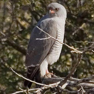 gavilan de ovampo Accipiter ovampensis