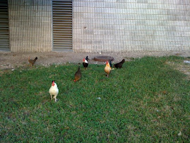 Animals