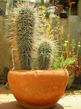 Cactus de casa