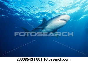 the Tiger shark