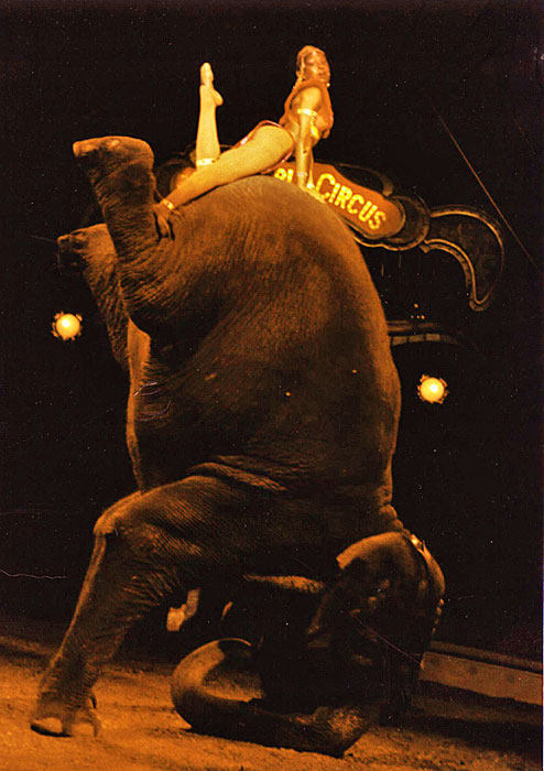 [Elephant-Dream,-1991.jpg]