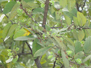 Where Plants Rule: Fall Elm