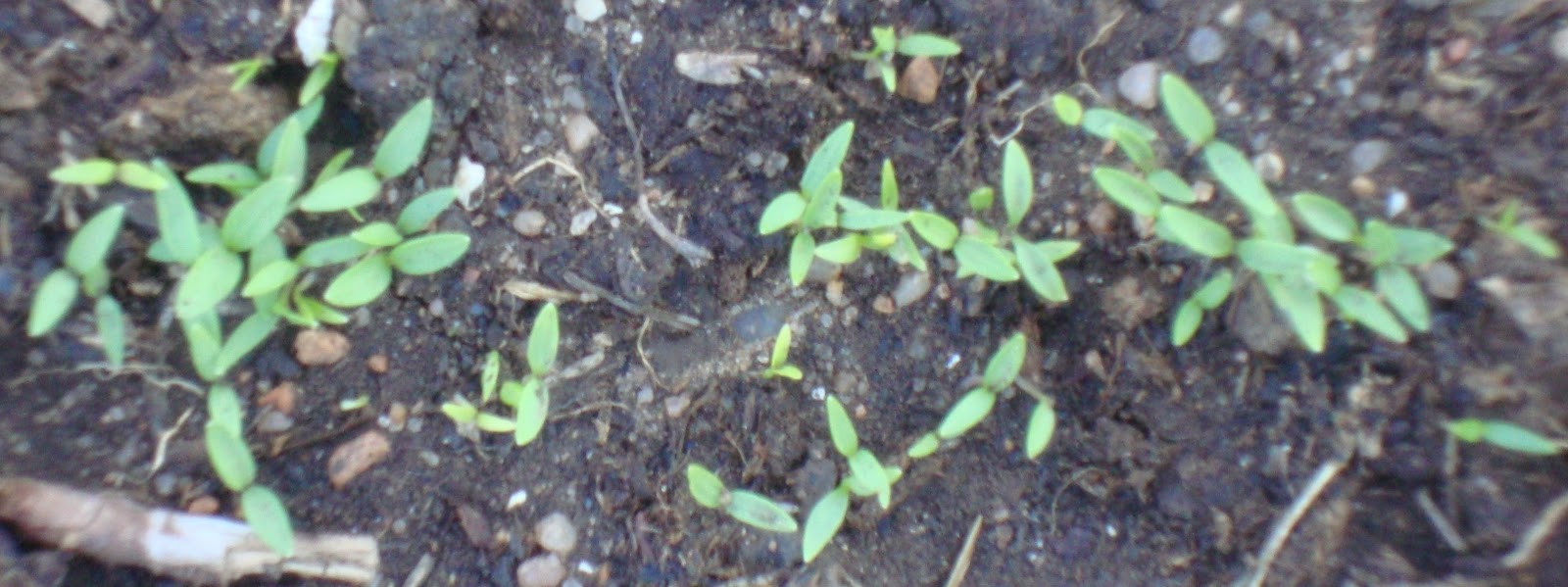 Where Plants Rule: Two Weeks After Planting