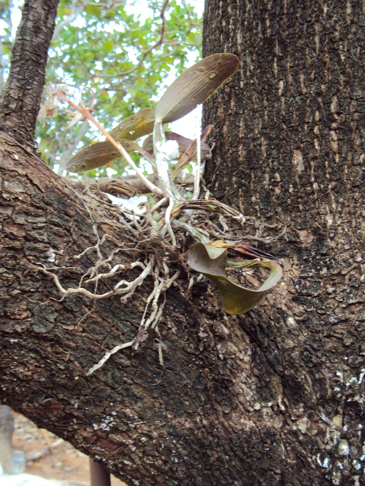 Terra Ronca Inquilinismo