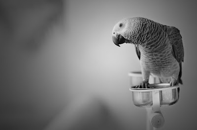 O papagaio depressivo