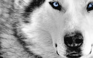 Wolf Wallpapers