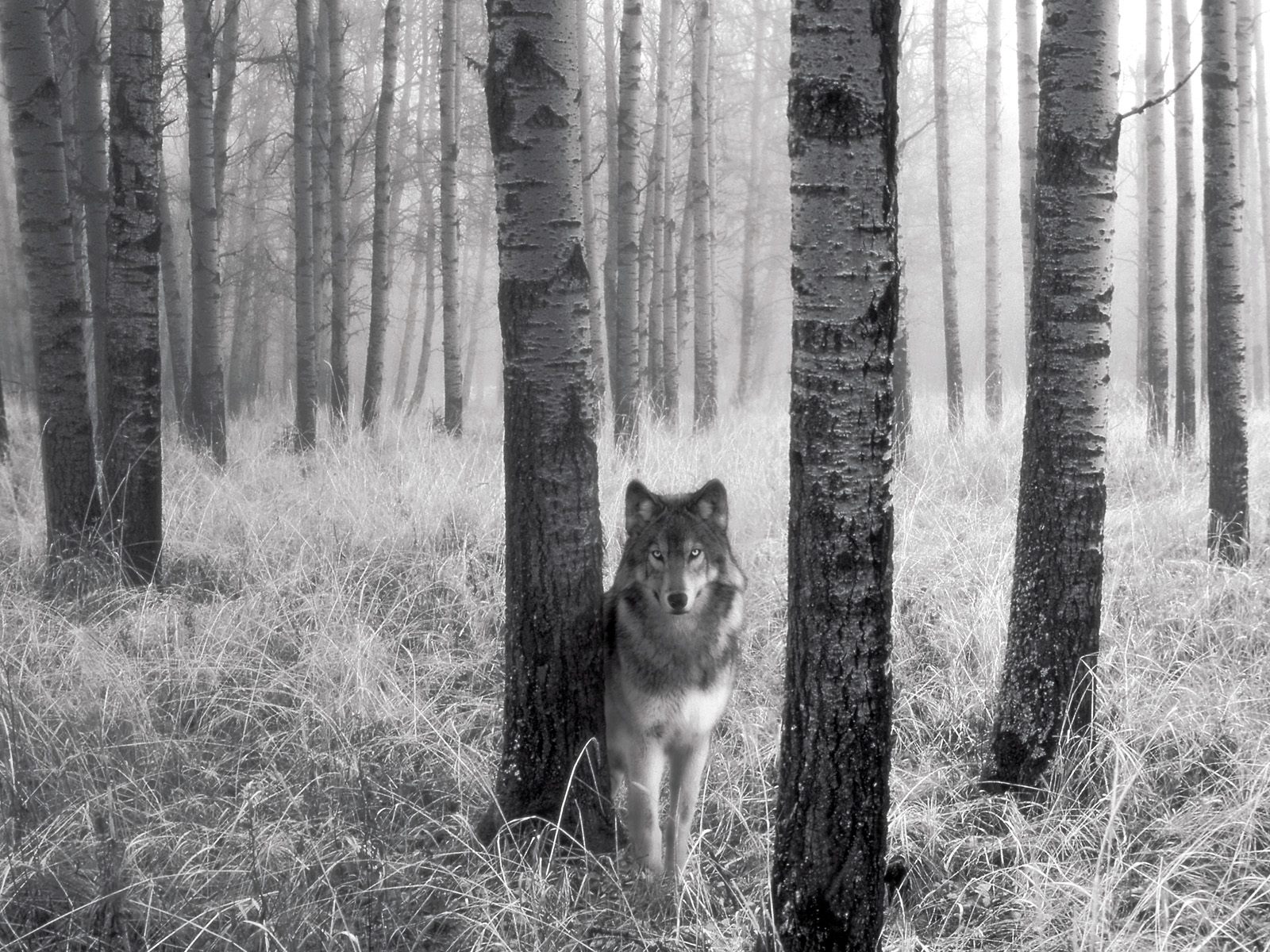 942 stalking wolf wallpaper 1600x1200 customity Wolf wallpaper photos