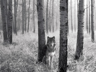 942 Stalking Wolf Wallpaper 1600x1200 Customity