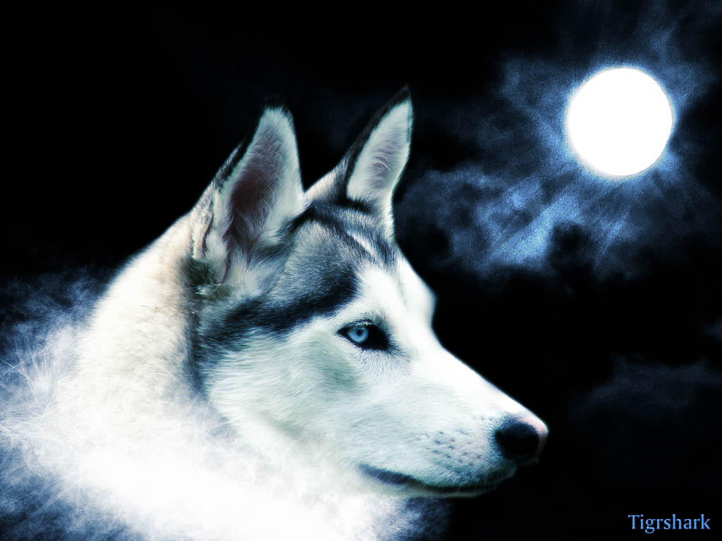 HD Grey Wolf Wallpapers
