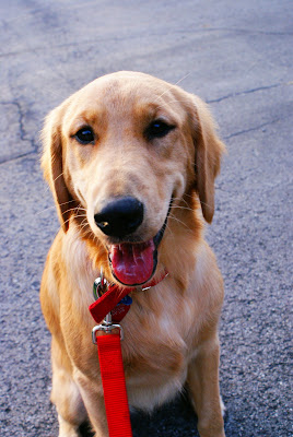 Golden retriever named Ira