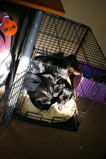 Texas and Bubbles curled up together in a wire crate with sunshine streaming in on them