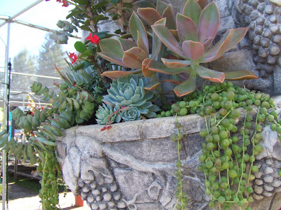 Gardens Centre: custom containers using succulents