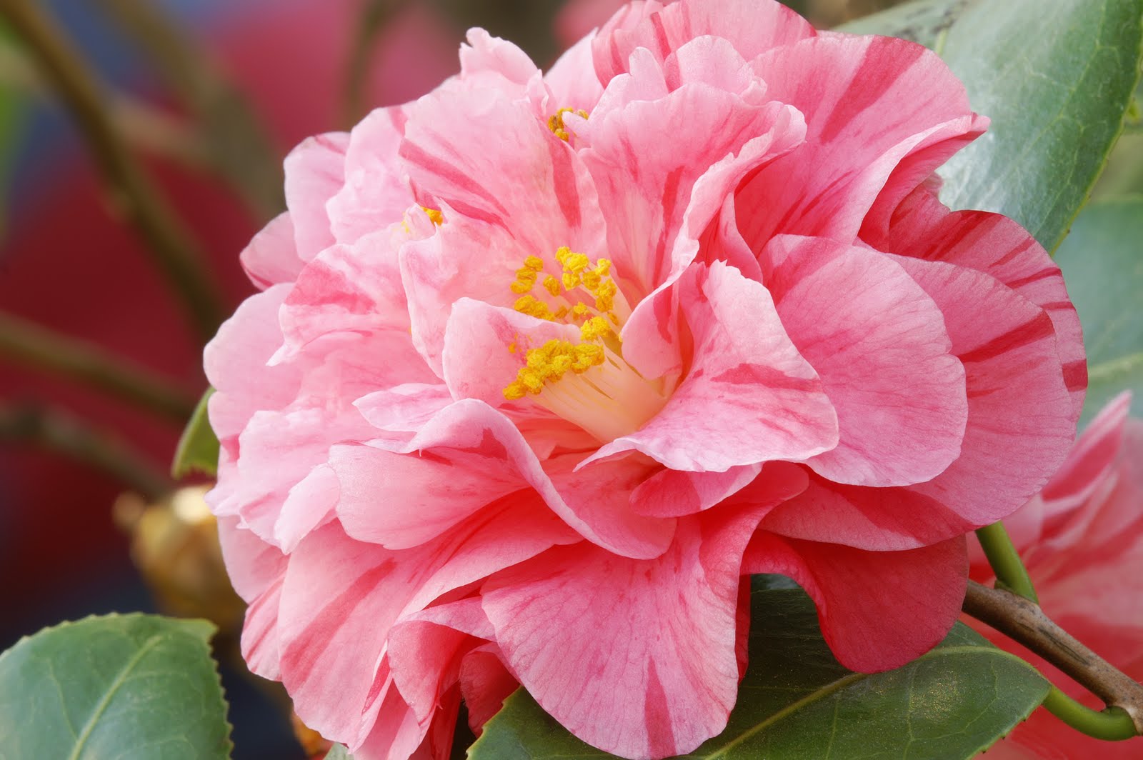 Camellia Rhododendron Season is Here - Sloat Garden Center
