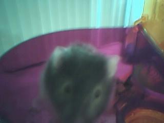 [hamster.jpg]