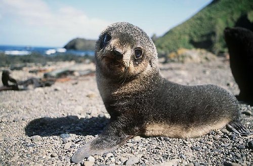 [Cute_Baby_Seal.ashx]