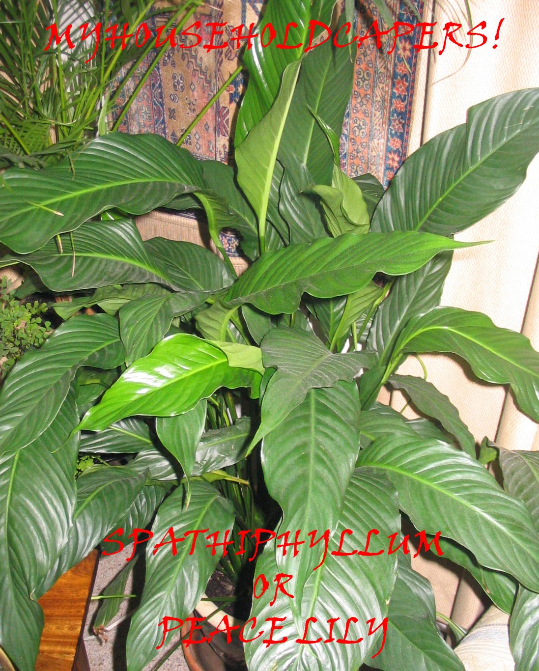[SPATHIPHYLLUM+OR+PEACE+LILY+2.jpg]