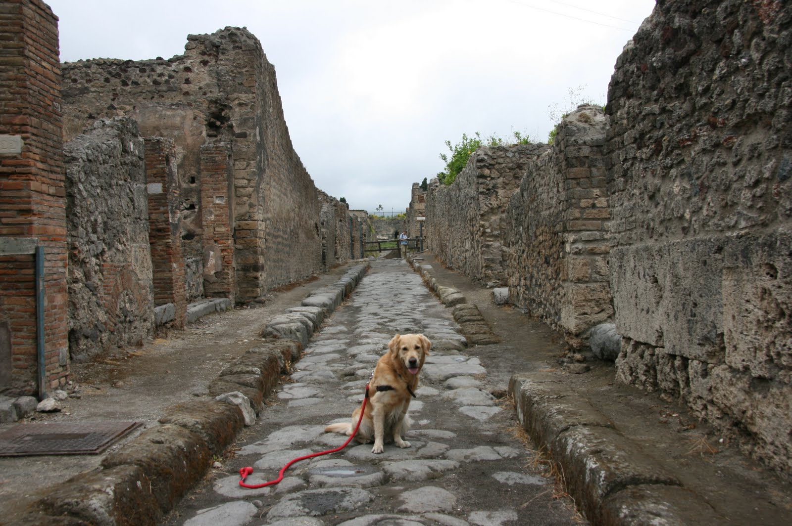 Homer, the Golden Retriever Pompeii