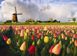 Tulips in Holland